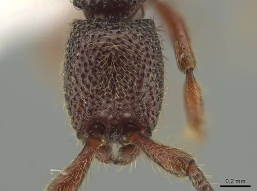 Syscia lacandona - CASENT0644513