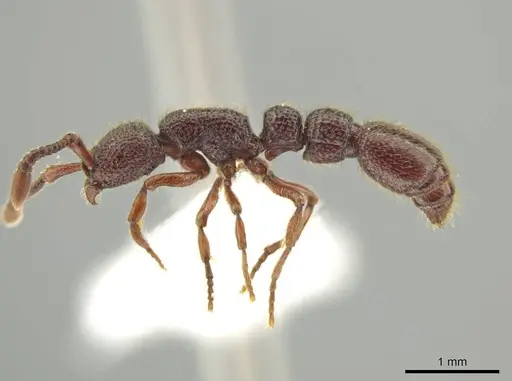 Syscia lacandona - CASENT0644513