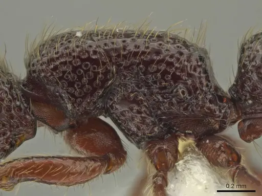 Syscia lacandona - CASENT0644513