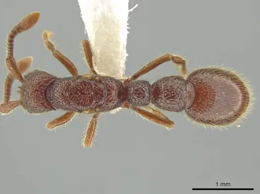 Syscia lacandona - JTLC000009793