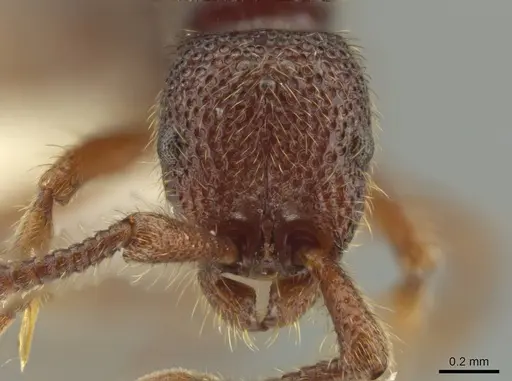 Syscia lacandona - JTLC000009793