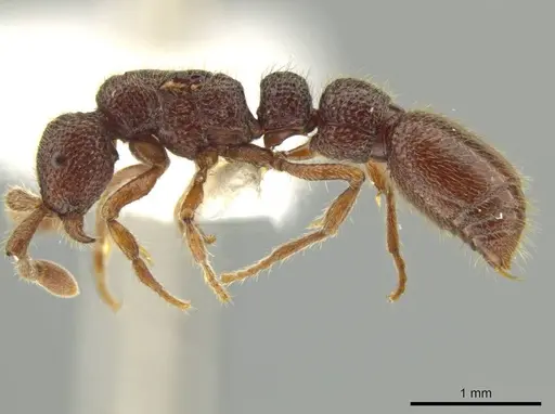 Syscia lacandona - JTLC000009793