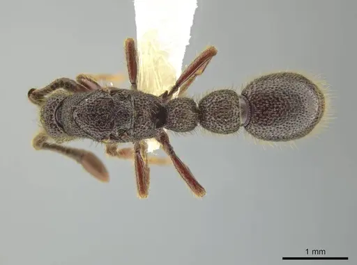 Syscia latepunctata specimen