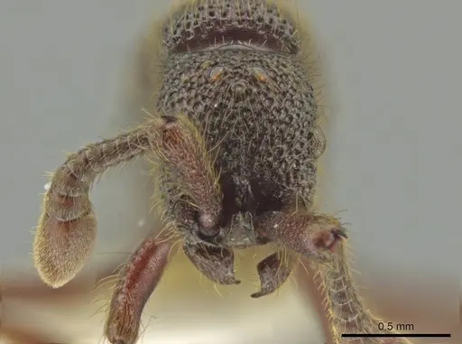 Syscia latepunctata specimen