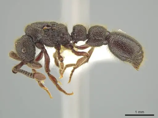 Syscia latepunctata specimen