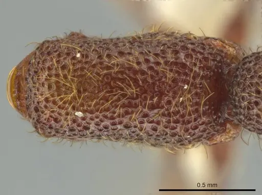 Syscia latepunctata - CASENT0637043