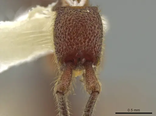 Syscia latepunctata - CASENT0637043