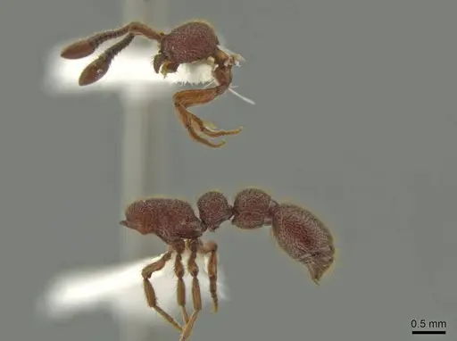 Syscia latepunctata - CASENT0637043