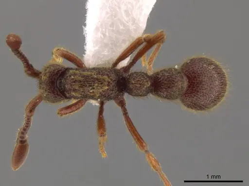 Syscia latepunctata - INB0003695248