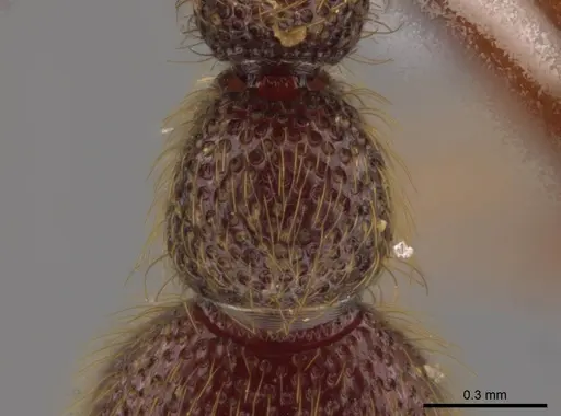 Syscia latepunctata - INB0003695248
