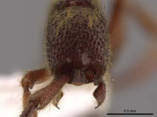 Syscia latepunctata - INB0003695248