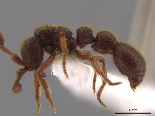 Syscia latepunctata - INB0003695248