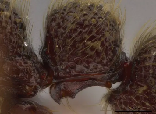 Syscia latepunctata - INB0003695248