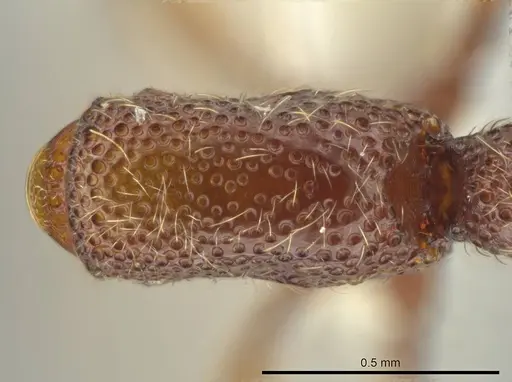 Syscia machaquila specimen