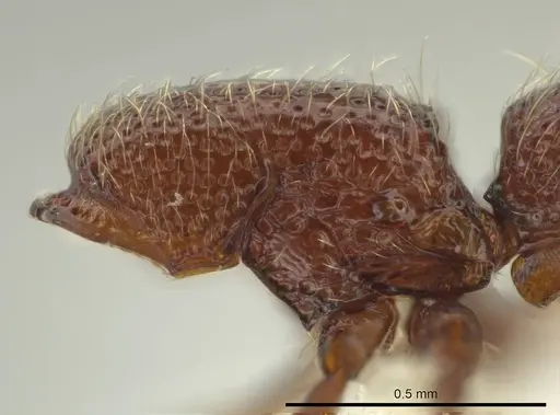 Syscia machaquila specimen