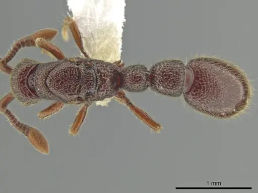 Syscia machaquila - CASENT0644491