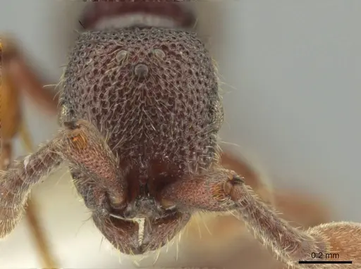 Syscia machaquila - CASENT0644491