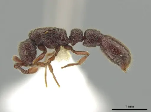 Syscia machaquila - CASENT0644491