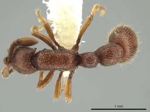 Syscia machaquila - CASENT0644493