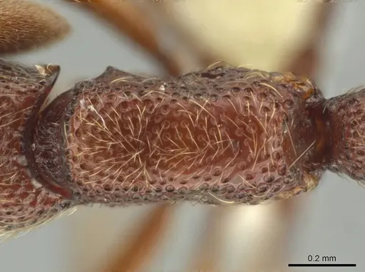 Syscia machaquila - CASENT0644493