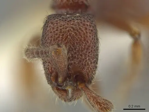 Syscia machaquila - CASENT0644493