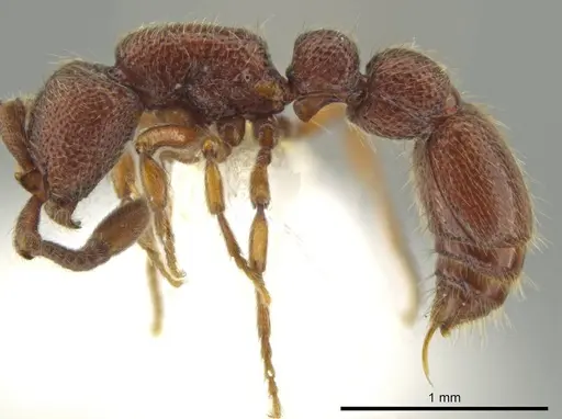 Syscia machaquila - CASENT0644493