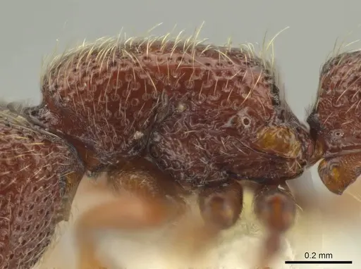 Syscia machaquila - CASENT0644493