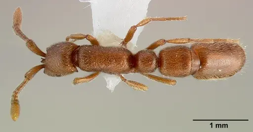 Syscia madrensis specimen