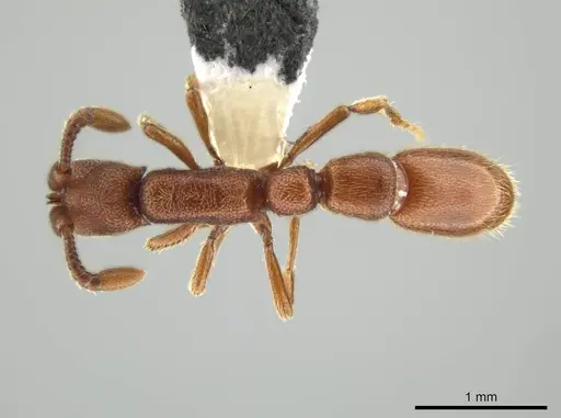 Syscia madrensis - CASENT0638281