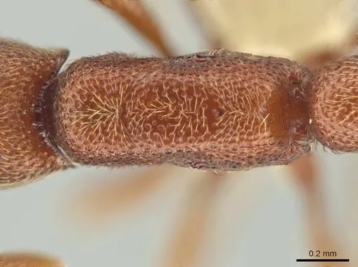 Syscia madrensis - CASENT0638281