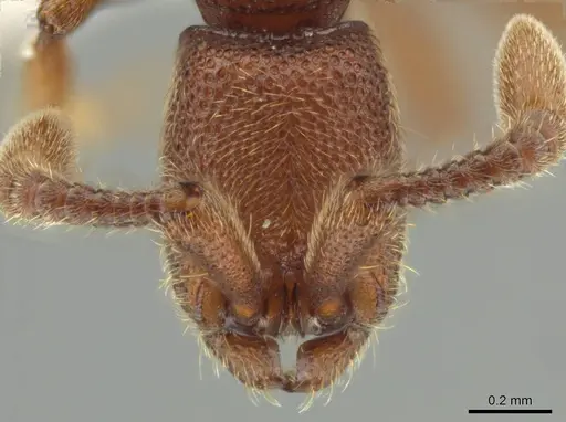 Syscia madrensis - CASENT0638281