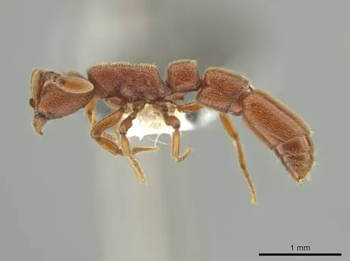 Syscia madrensis - CASENT0638281