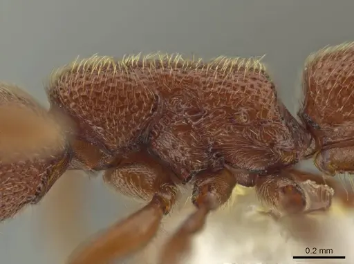 Syscia madrensis - CASENT0638281