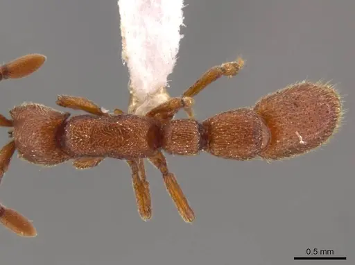 Syscia madrensis - JTLC000004337