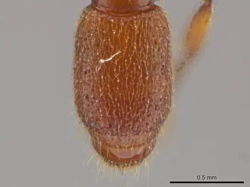 Syscia madrensis - JTLC000004337