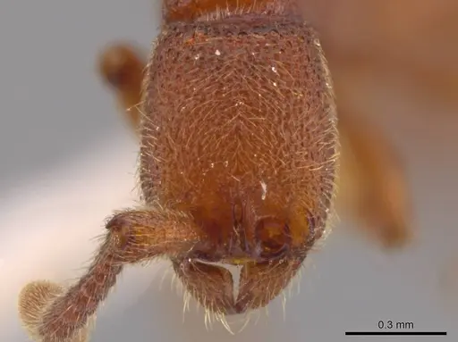 Syscia madrensis - JTLC000004337