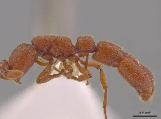 Syscia madrensis - JTLC000004337