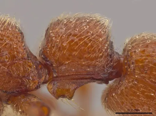 Syscia madrensis - JTLC000004337