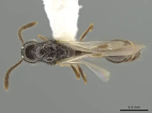 Syscia minuta specimen