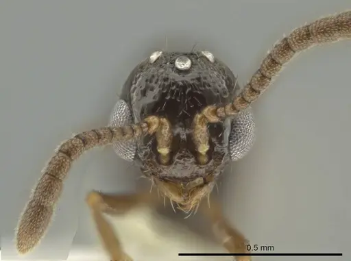 Syscia minuta specimen