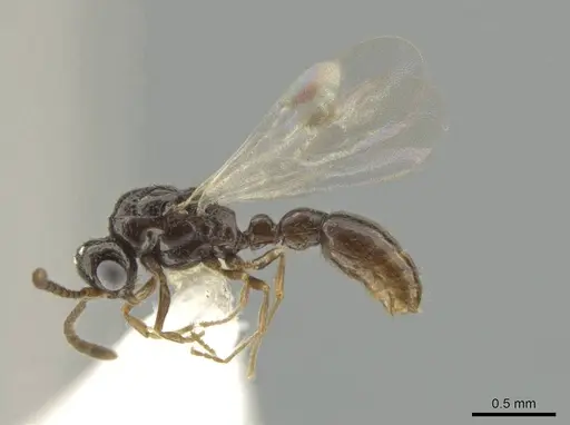 Syscia minuta specimen