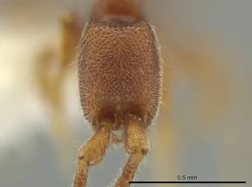 Syscia minuta - CASENT0644367