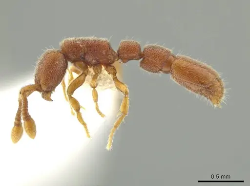 Syscia minuta - CASENT0644367