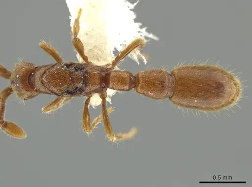 Syscia minuta - CASENT0644439