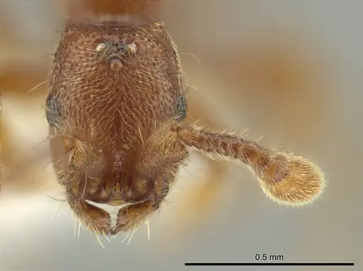 Syscia minuta - CASENT0644439