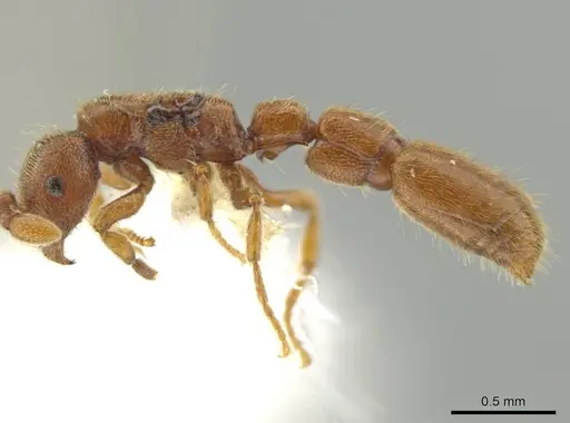 Syscia minuta - CASENT0644439