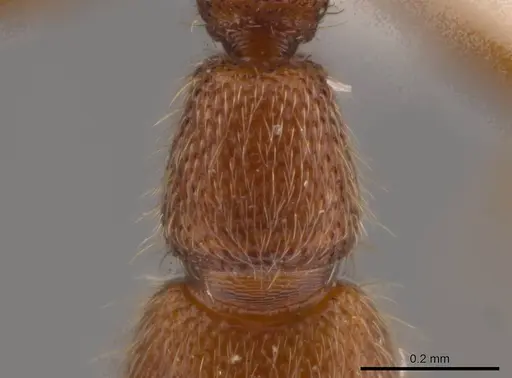 Syscia minuta - INBIOCRI001282487