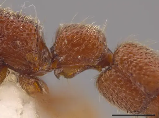 Syscia minuta - INBIOCRI001282487