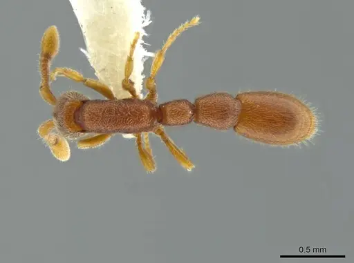 Syscia minuta - INBIOCRI002281527