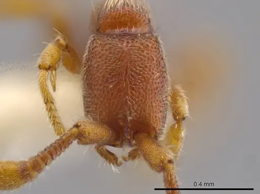 Syscia minuta - INBIOCRI002281527